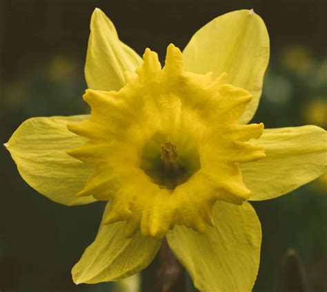 Are Daffodils Poisonous To Cats? Beware The Bulbs Are Highly Toxic!