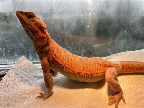 Frantic behavior, stopped eating | Beardie ER