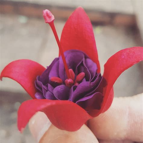 Fuchsia 'Maori Maid', Fuchsia 'Maori Maid' - uploaded by @wesleybrian