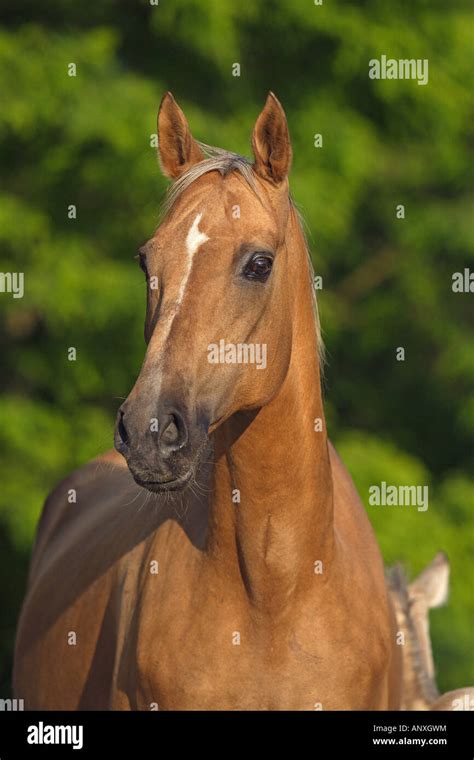 Akhal-Teke - portrait Stock Photo - Alamy