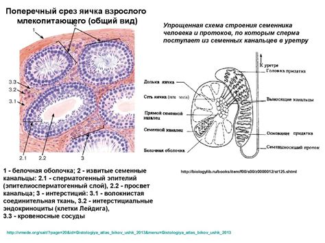Гаметогенез и строение гамет - online presentation