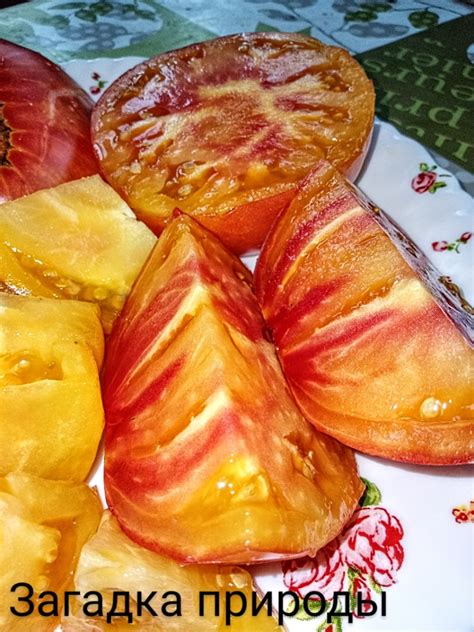 Томат Загадка природы: описание, ОТЗЫВЫ (70), фото, урожайность
