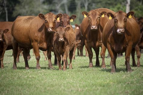 cattle  stock photo public domain pictures
