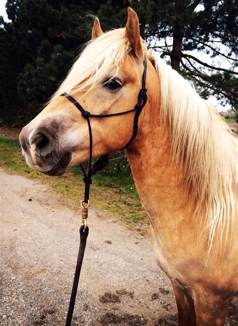 Tyroler Haflinger Walando - Billeder af heste - Uploaded af Celine ...