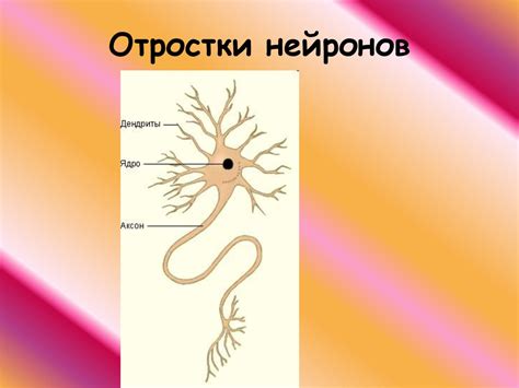 Строение нейрона. Синапс - online presentation