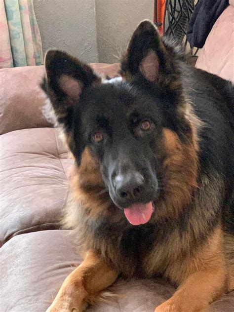 Benson - German Shepherd Rescue South