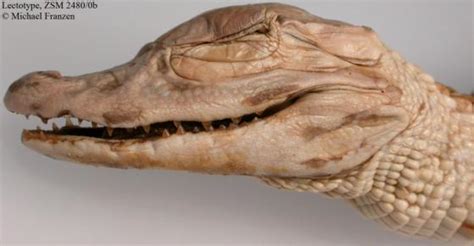 Melanosuchus niger | The Reptile Database