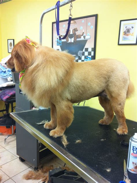 Golden retriever- lion clip.. | Japanese dog grooming, Dog groomers, Pet dogs