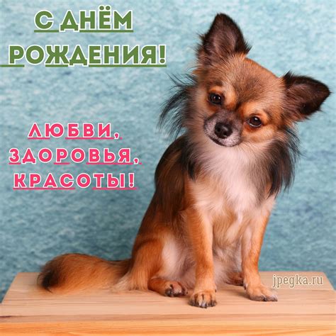 Открытки «С Днём Рождения» с животными: 50 картинок