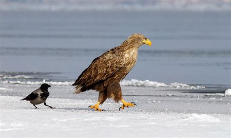 Птички