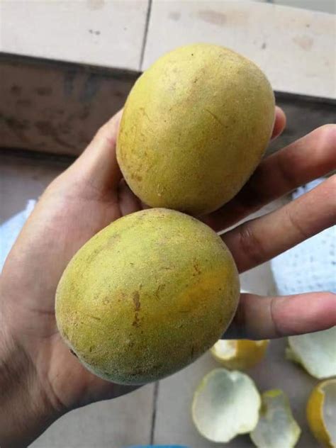 Monk fruit 1 — Postimages