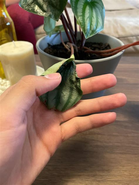 Peperomia Argyreia : r/plantclinic