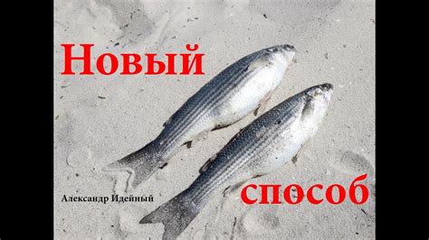 Как ловить кефаль с берега - YouTube