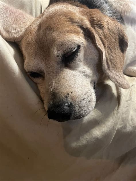 Animal Rescue New... - Animal Rescue New Orleans (ARNO)