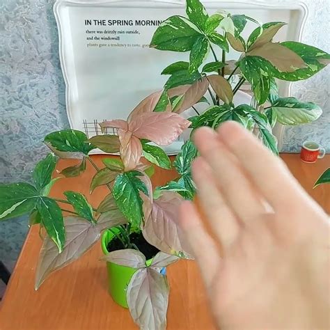 #СИНГОНИУМ Ред спот триколор🌿 #ОБЗОР по просьбе🌸Мои три экземпляра🌿 # ...
