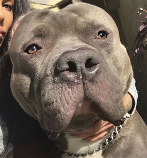 Collection 99+ Pictures Pit Bull Mastiff Images Sharp