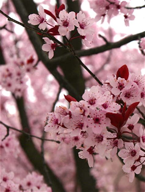 Dogwood Tree Pictures