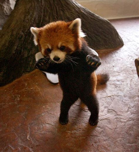 20 Adorable Animals Trying To Look Tough But Failing Miserably