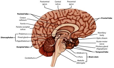 label  brain anatomy diagram