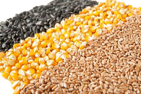 Crop Separation - Kongskilde Grain