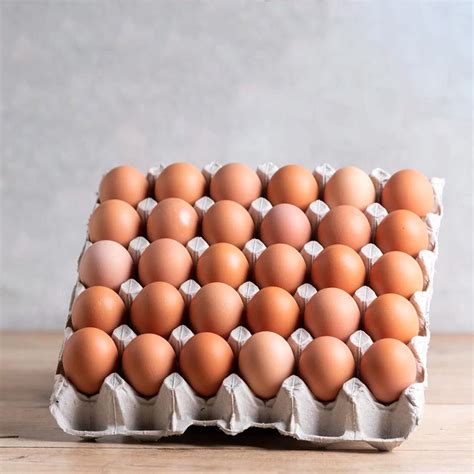 egg tray  bases  hasmart