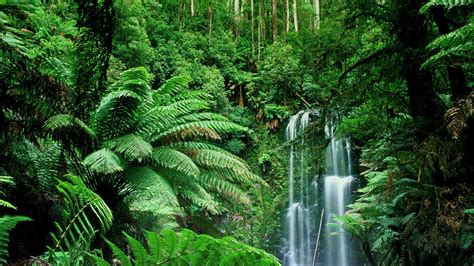 Free Download Jungle Wallpapers HD | PixelsTalk.Net