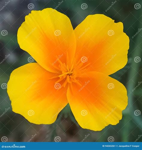 Poppy Flower Field Stock Photography | CartoonDealer.com #144453284