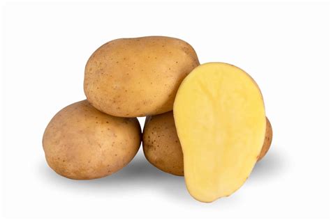 Camelia - Spud Smart