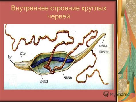 Презентация на тему: "ТИП КРУГЛЫЕ ЧЕРВИ. Общая характеристика круглых ...