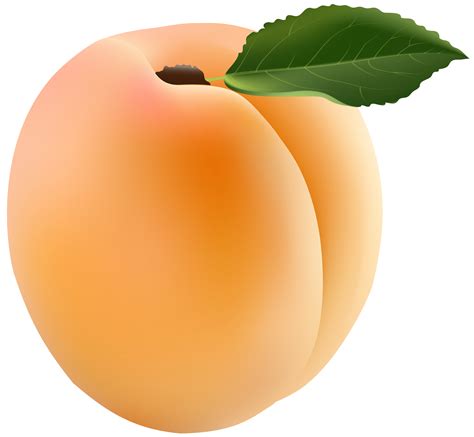 Apricot Transparent PNG Clip Art Image | Gallery Yopriceville - Clip ...