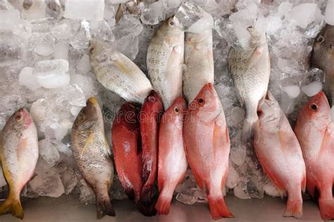 fresh fish  ice   fish market stock image image  aurata