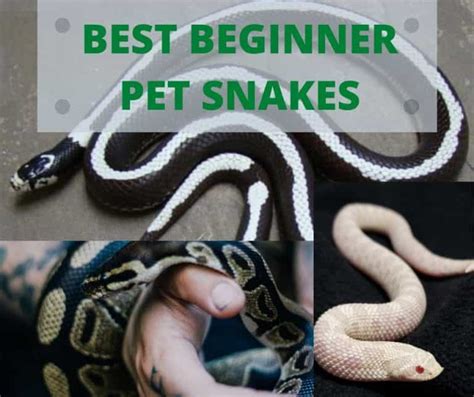 beginner pet snakes key facts   happyserpent