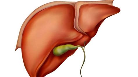 Phase 1 and 2 Liver Detox Pathways & How to Open Phase 3 Detox