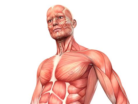 „Muskeln des Menschen – Muskulatur-Anatomie“ von Med Visual – dasauge®