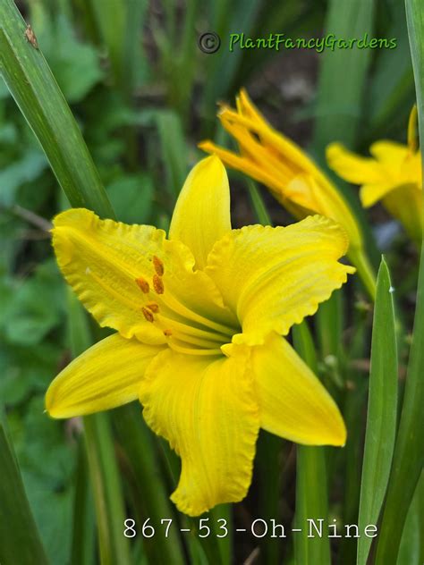 Plant Fancy Gardens
