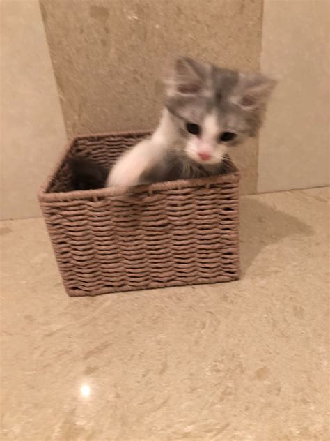 how to grab a cat in minecraft