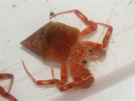 Adamsia palliata (Müller, 1776) - Biodiversidade