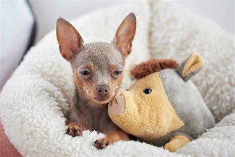 Russkiy Toy dog (character, diet, care)