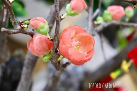 Ý nghĩa của hoa mai ngày Tết là gì? Các loại hoa mai đẹp, quý | Tips ...