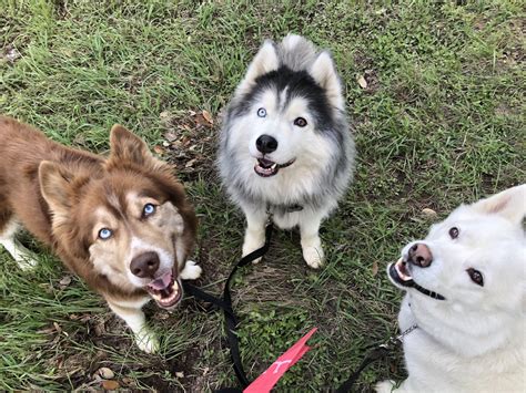 I Organized my Huskies by their (Eye) colors! : r/interestingasfuck