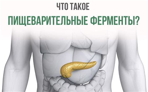 Что такое пищеварительные ферменты? - Блог Врача о Здоровье