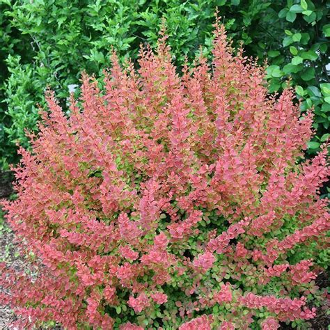 SUNJOY® TANGELO™ Barberry - Proven Winners ColorChoice Flowering Shrubs