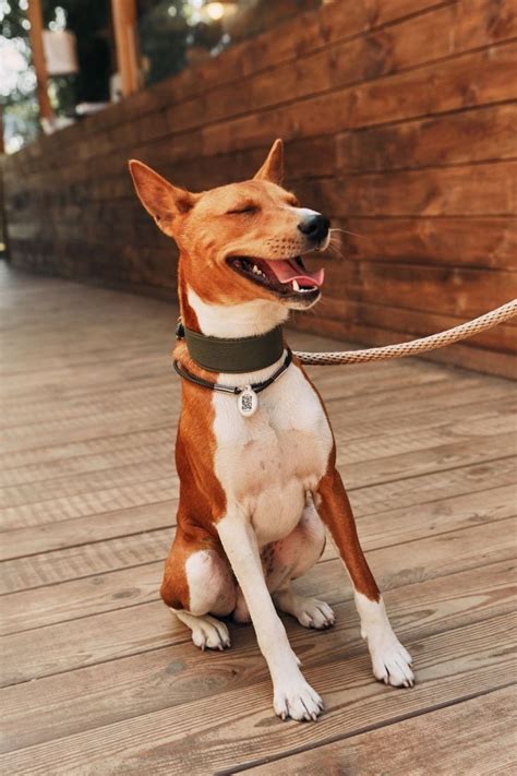 Basenji boy tame pride light of the seven – Artofit