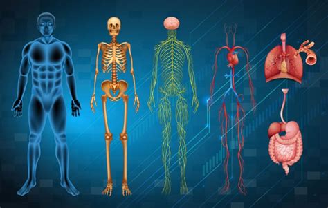 Оптимал К2+Д3 (Optimal К2+D3) Арт Лайф - синергетическое сочетание ...