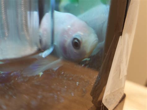 Whats wrong with my fish? : r/Fish