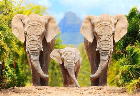 African savannah elephants need connected habitats for stability
