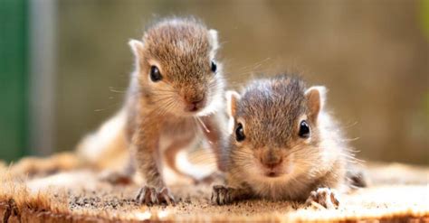 Baby Squirrel: 5 Kit Pictures and 5 Facts - A-Z Animals