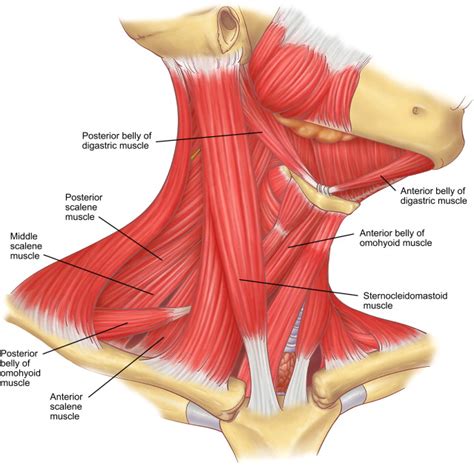 neck muscle diagram front jeff searle muscles   head  neck