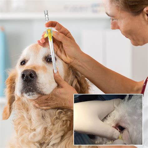 Snapklik.com : 50PCS Pet Indwelling Needle,Animals IV Catheter