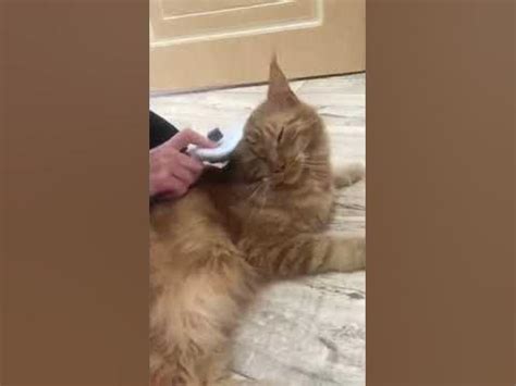 котики,майкун #shortvideo #рекомендации - YouTube